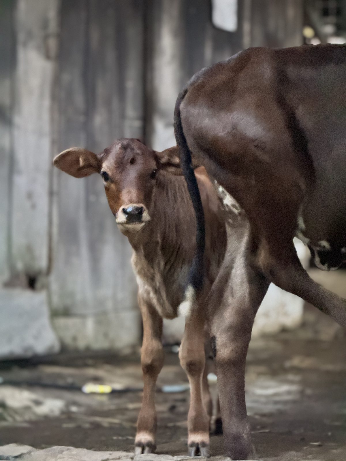 A young calf beside its mother in the dairy barn at Finca Querencia