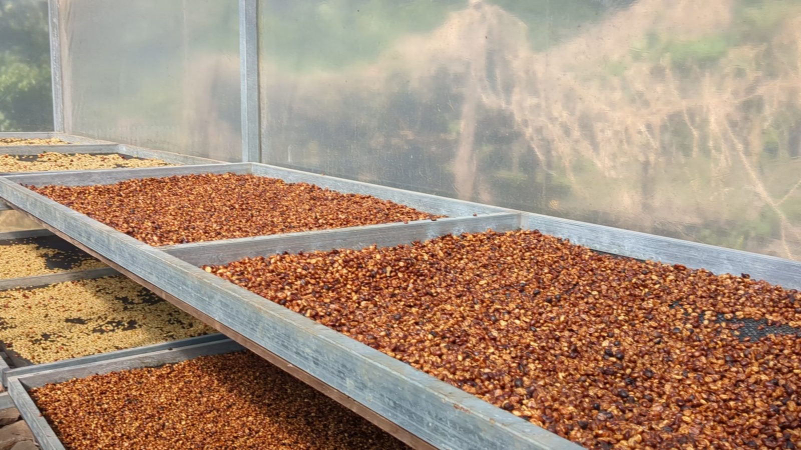 Honey-processed coffee beans drying on raised beds in the sun-drying greenhouse