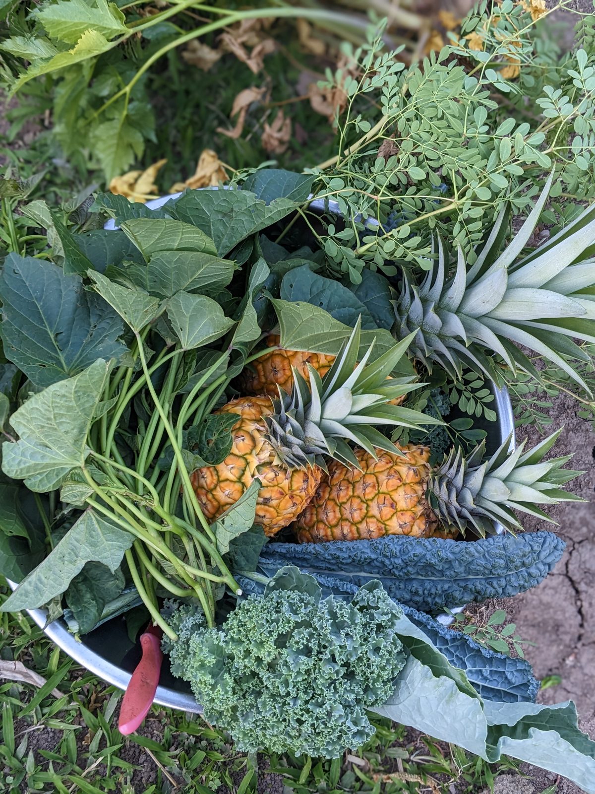 A morning's harvest from the organic garden — pineapples, kale, moringa, sweet potato leaves, long beans, and herbs