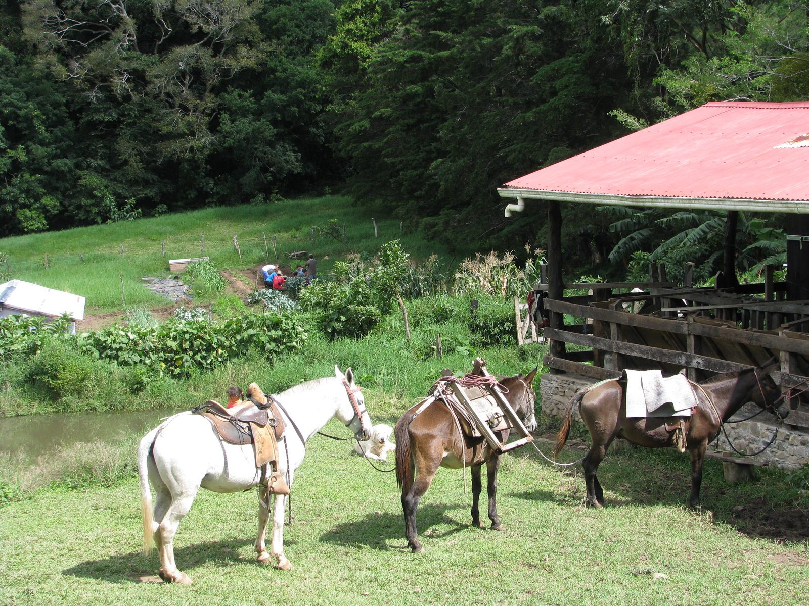 Working horses at the stable, with the vegetable garden and people at work behind