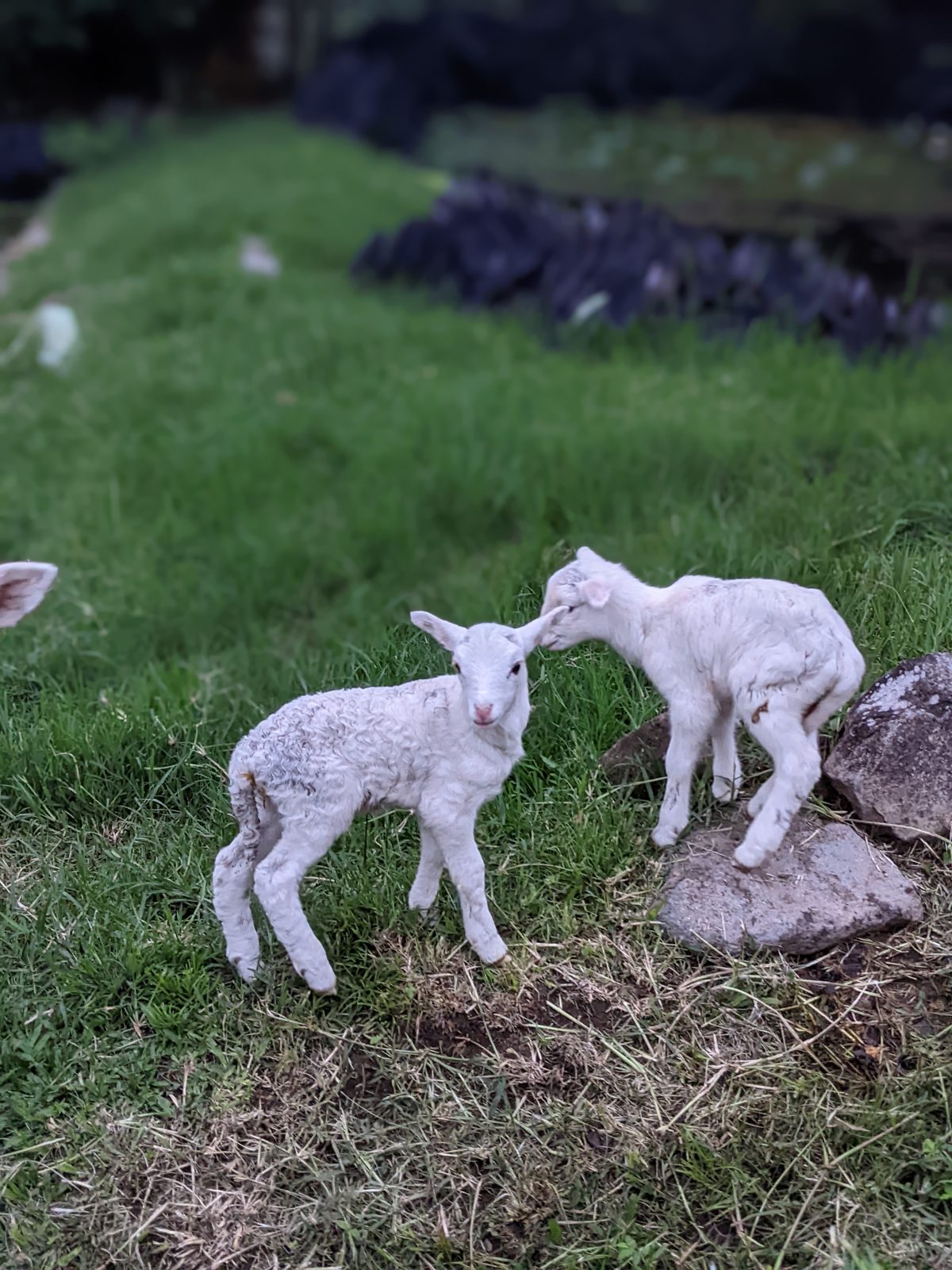 Two newborn lambs on the pasture at Finca Querencia
